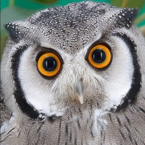 Meet your Posher, Cody